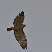 Red-tailed Hawk, Inglestad, Texas